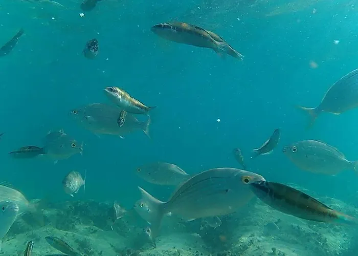 Appartement The White House With Pool -